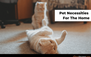Pet Necessities for the Home