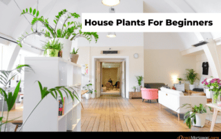 House Plants For Beginners