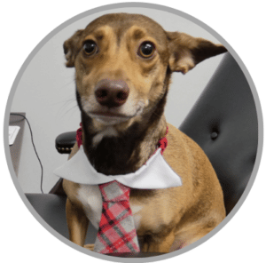 brown canine wearing tie