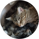 Issaquah Kat profile picture