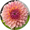 Anna Dowling profile picture